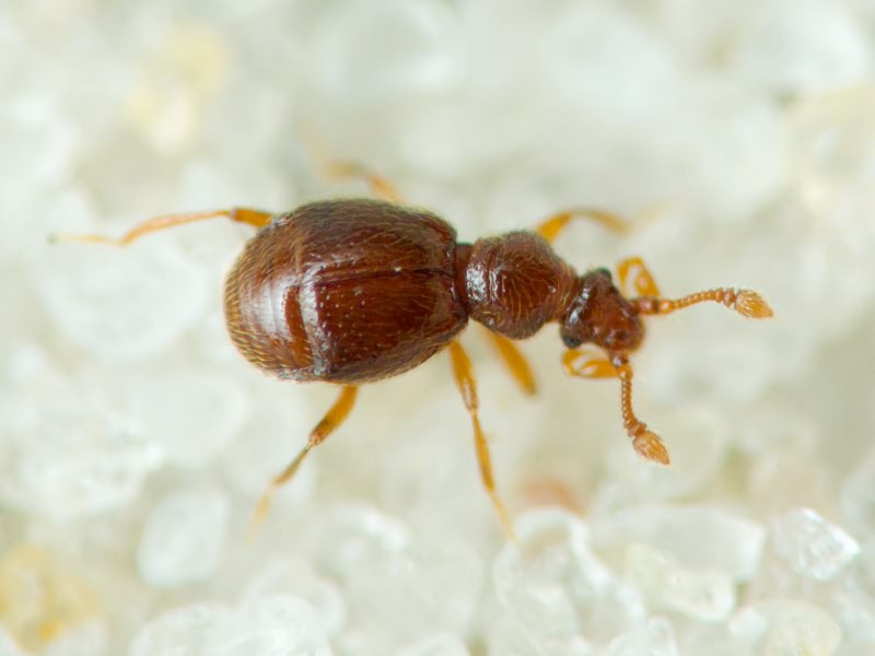 Pselaphinae Latreille, 1802